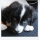 PixiePup