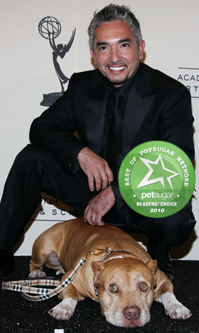 Cesar Millan's Pit Bull Daddy Died