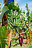 Could Tropical Race Four Take Out the US Banana Supply?