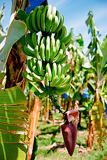 Could Tropical Race Four Take Out the US Banana Supply?