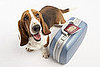 Separation Anxiety and Dogs