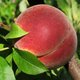 TurkishPeach