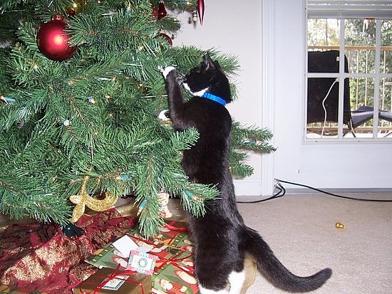 Kitties Love Christmas