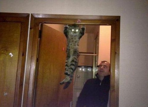 funny cat