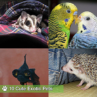 Pictures of Exotic Pets