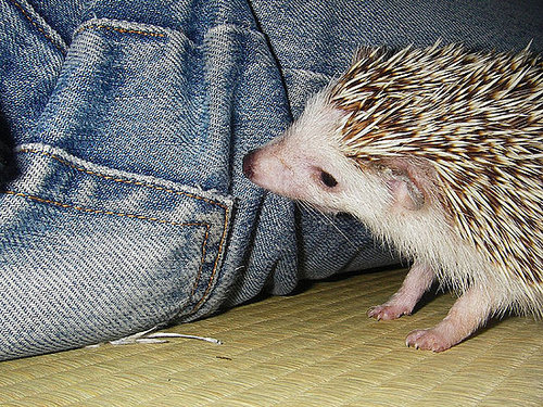 What a cute, curious hedgehog!
Source: Flickr user yoppy
What a cute, curious hedgehog!
Source: Flickr user yoppy