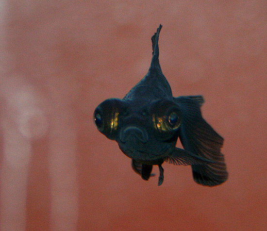 Just cuz he doesn't have fur doesn't mean he can't be adorable . . . and grumpy!
Source: Flickr user Katie Brady
Just cuz he doesn't have fur doesn't mean he can't be adorable . . . and grumpy!
Source: Flickr user Katie Brady