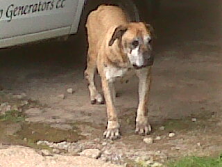 Boerboel going bald!
