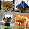 Pictures of Boo the Cute Pomeranian