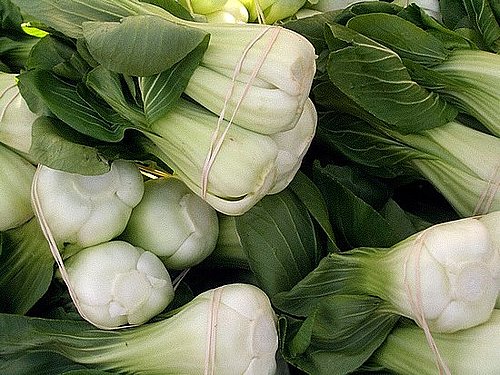 The Winter Food: Baby Bok Choy The Winter Food: Baby Bok Choy
