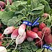 The Winter Food: Radishes