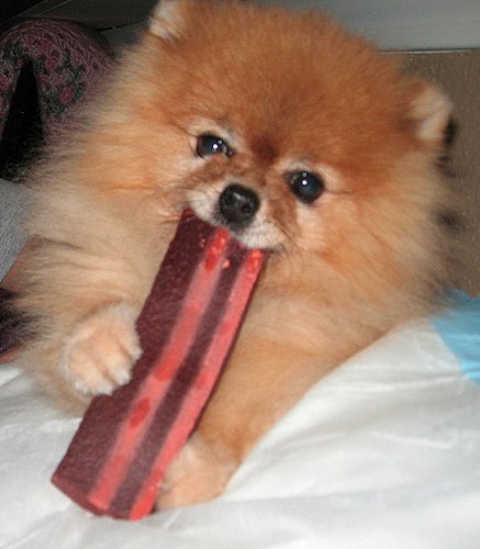 Yum, I Love Bacon Yum, I Love Bacon