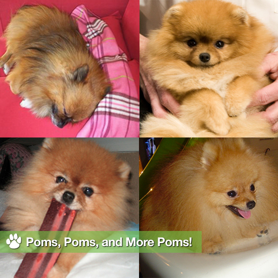 Cute Pomeranian Pictures