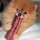 Baconlover