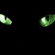 kittkatt07