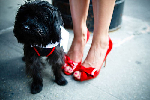 This couple's dog Milo was dressed to impress with a white tux and red bowtie.
Photo by 4Eyes Photography
This couple's dog Milo was dressed to impress with a white tux and red bowtie.
Photo by 4Eyes Photography