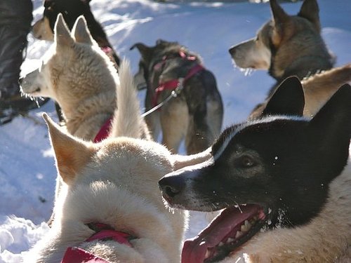 Canadian Eskimo Dog Canadian Eskimo Dog