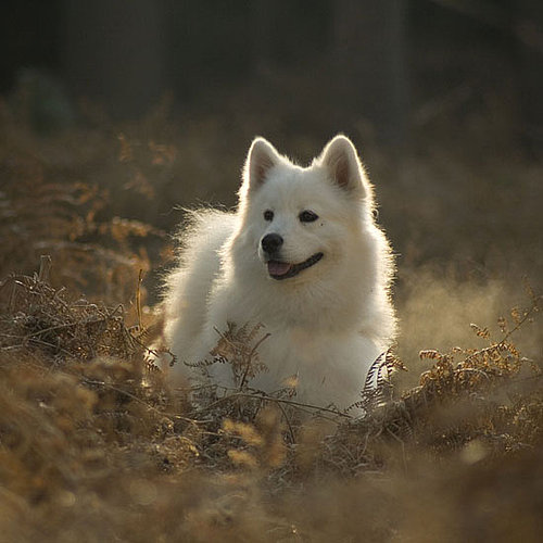 Samoyed Samoyed