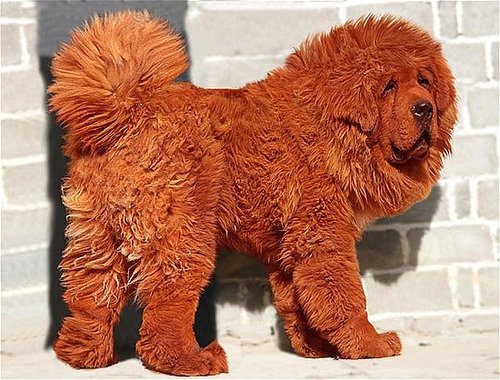 Tibetan Mastiff Tibetan Mastiff