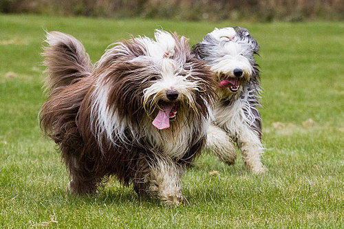 Bearded Collie Bearded Collie