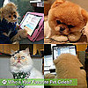 Pet Celebrities Giggy, Maru, Luna, Boo, and Beast