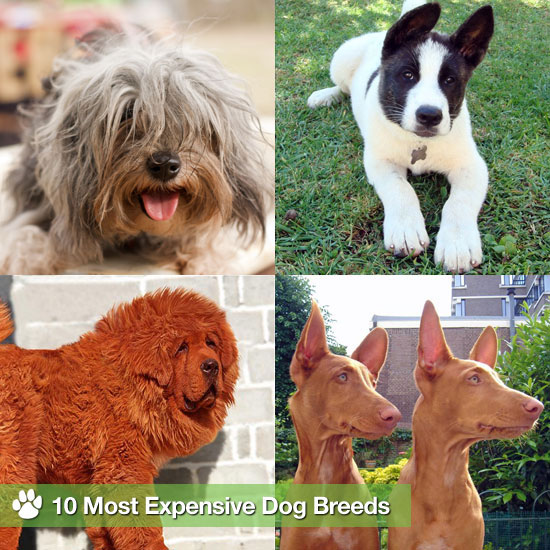 10 Most Expensive Dog Breeds, Including Tibetan Mastiff 10 Most Expensive Dog Breeds, Including Tibetan Mastiff