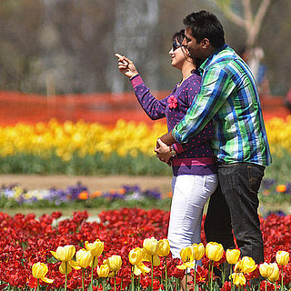 Kashmir Tulip Festival Pictures
