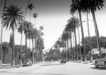 Beverly Blvd. Palm Trees