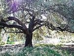 Rancho Santa Ana Botanic Garden