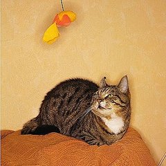 How to Pick More Earth-Friendly Pet Products How to Pick More Earth-Friendly Pet Products