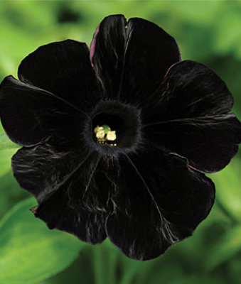 Petunia, Black Cat - Petunias at Burpee.com