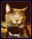 Sally (The Sallster)