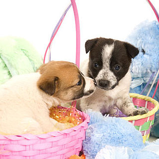 Easter Safety For Pets