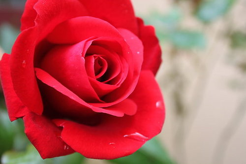 Do You Have Flowers Blooming?