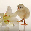 Easter Lilies Poisonous to Cats