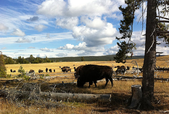 Home on the Range