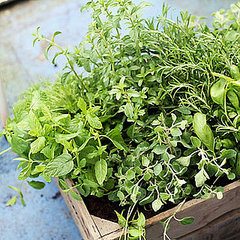 How to Store Fresh Herbs