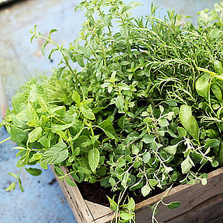 How to Store Fresh Herbs