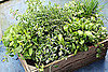 How to Store Fresh Herbs