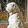 Top 5 Walk Time Distractions For Dogs