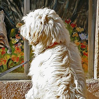 Top 5 Walk Time Distractions For Dogs