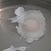 Poached Eggs
