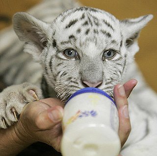 Pictures of Animals Using Bottles