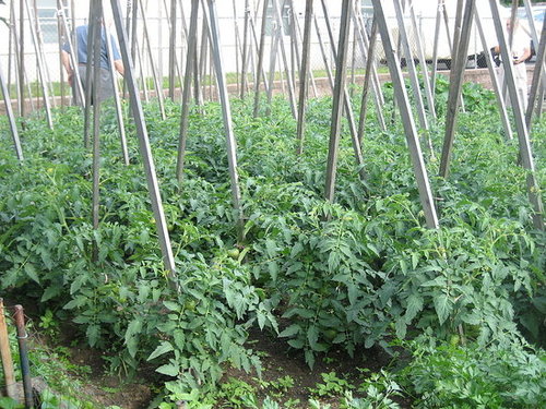 My Vegetable Garden