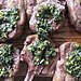 Lamb Lollipops