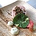 Rabbit terrine