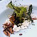 Brassica 