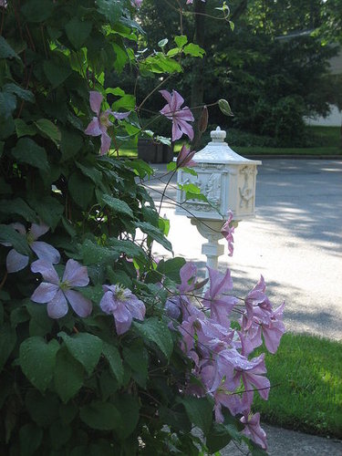 Clematis