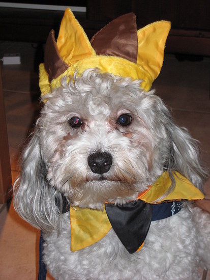 King or Court Jester?
