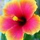 Hibisko